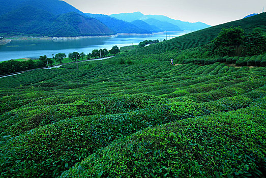 chốt lô
