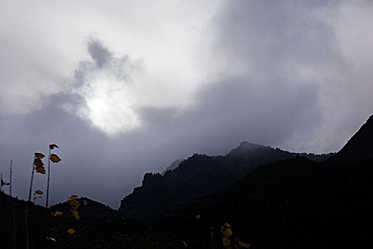 rong bach kim mien bac